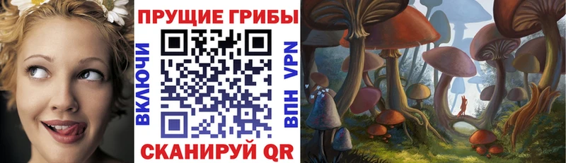 магазин    Малгобек  Галлюциногенные грибы Cubensis 