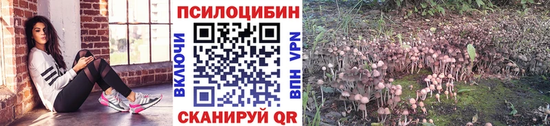 Галлюциногенные грибы Psilocybe Малгобек